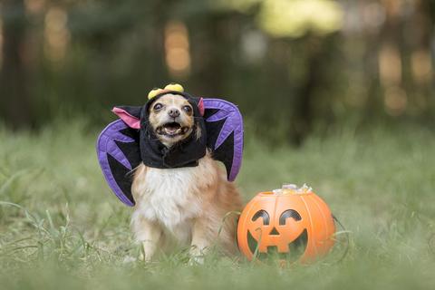 Howl-O-Ween Prep Time! Funny Halloween Costumes for You and Your Dog