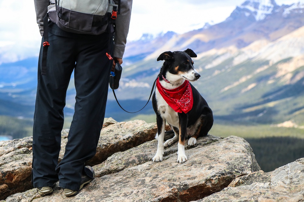 puppy hiking