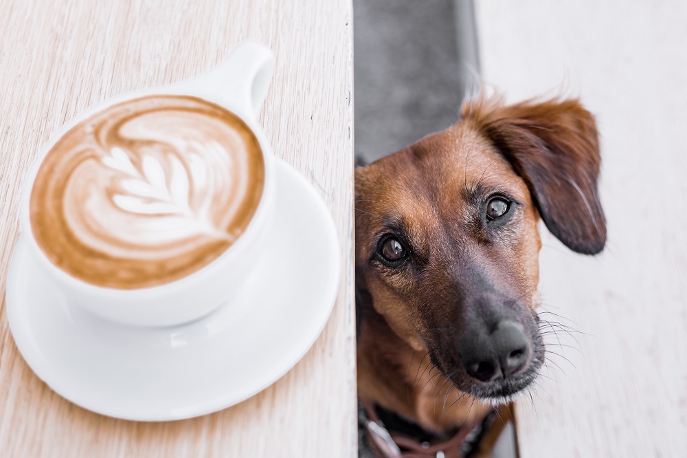 what happens when dogs drink coffee