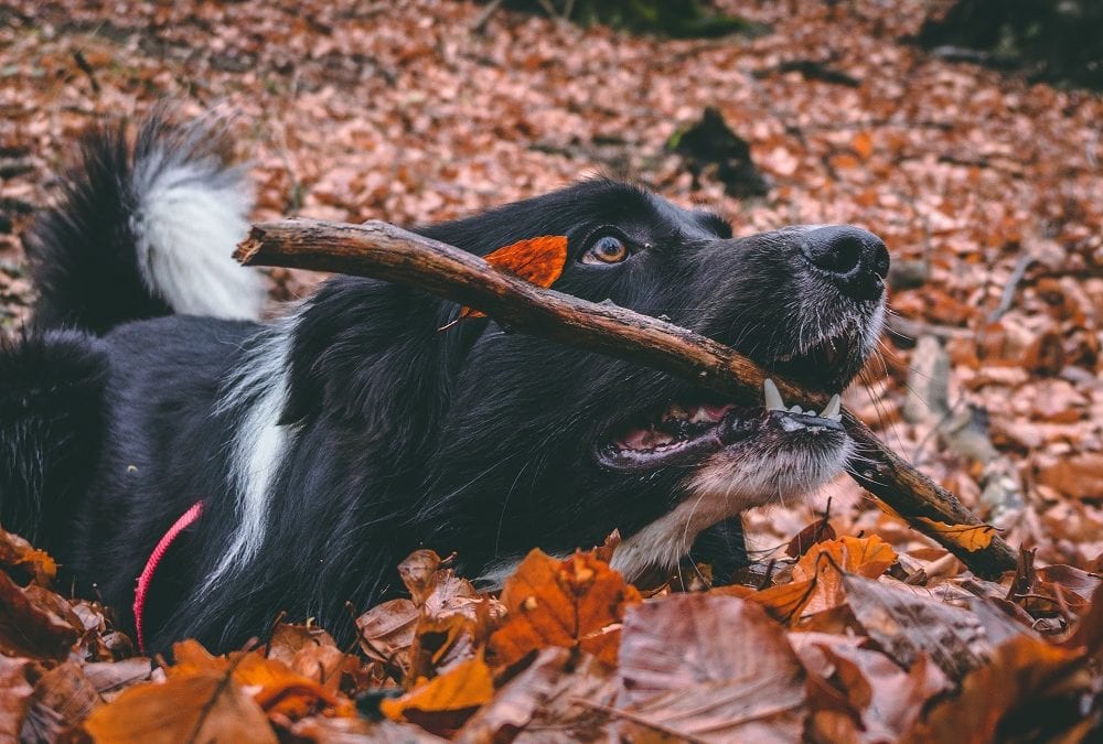 Our Favorite Videos of Dogs Playing in Leaves (Just in Time For Fall)