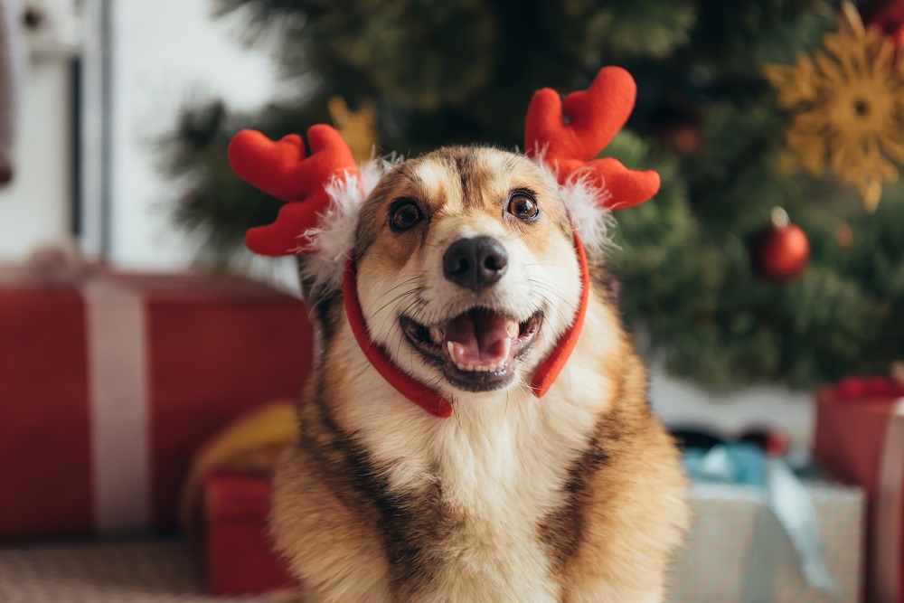 How to Celebrate the Holidays With Your Dog
