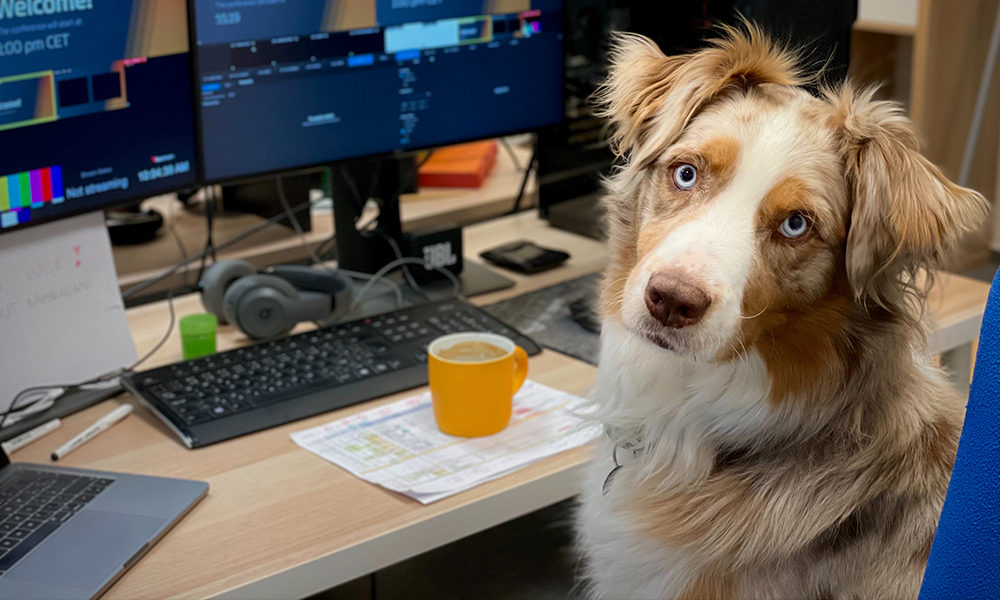 Working from Home with Dogs: How to Keep Your Canine Entertained