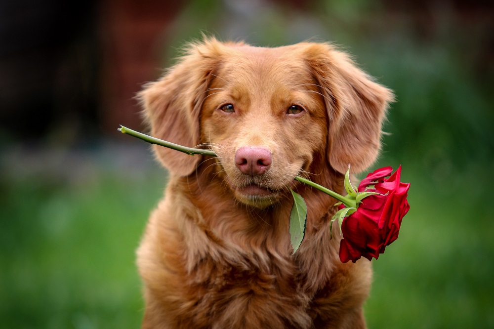 6 Ways Your Dog Says, “I Love You”