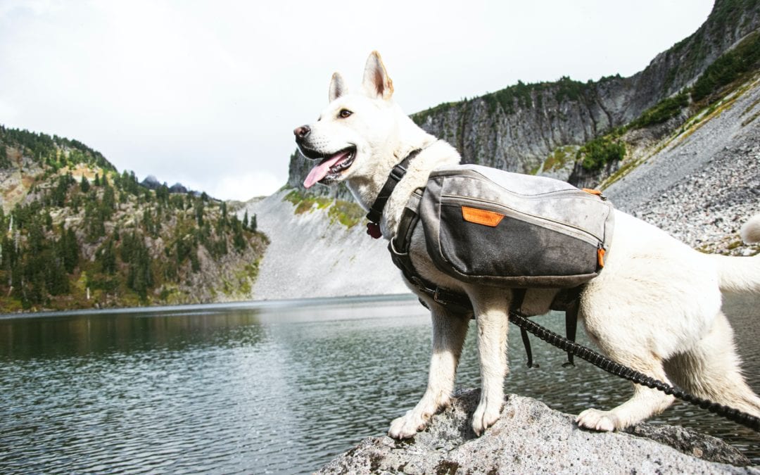 Tips for Hiking With Your Dog