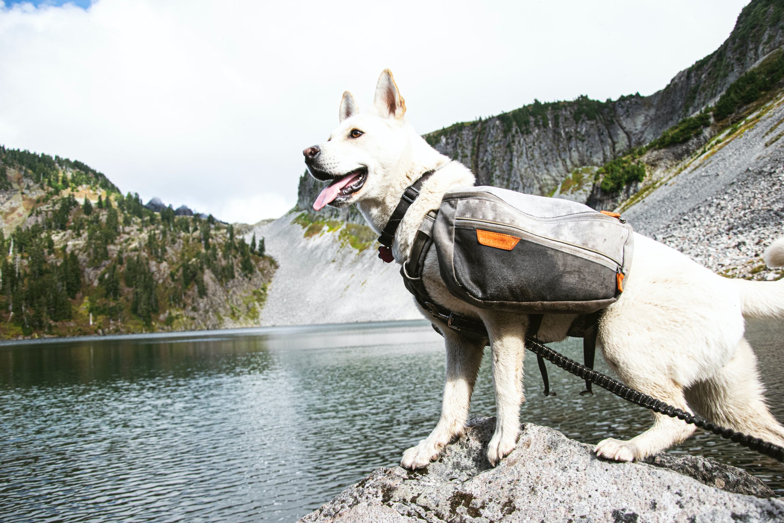 hiking with dogs