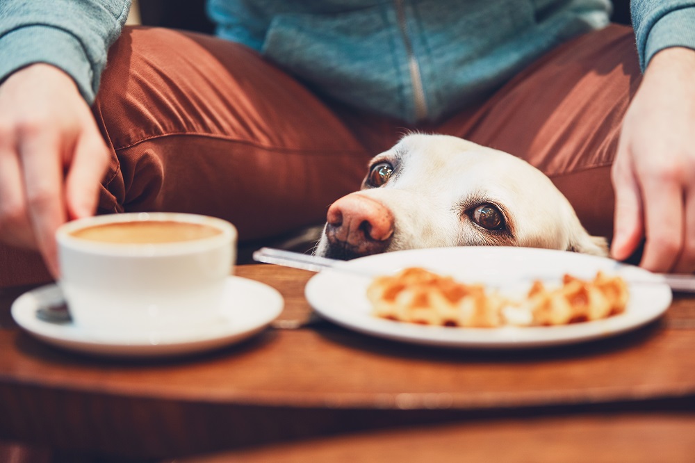 Etiquette Tips for Taking Your Dog to a Restaurant