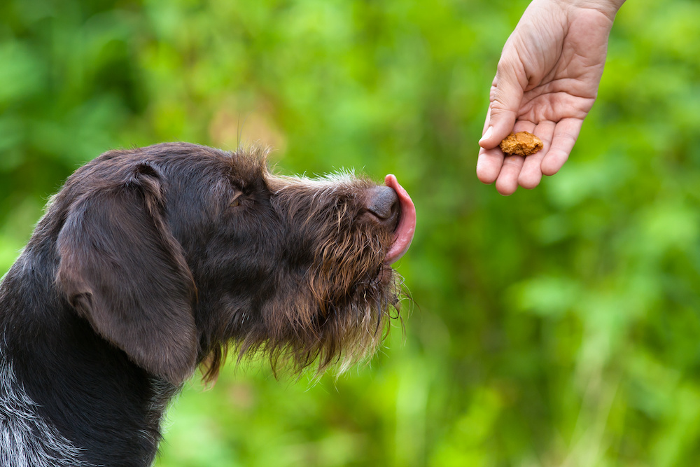 4 Ways to Make Potty Training Your Dog More Successful