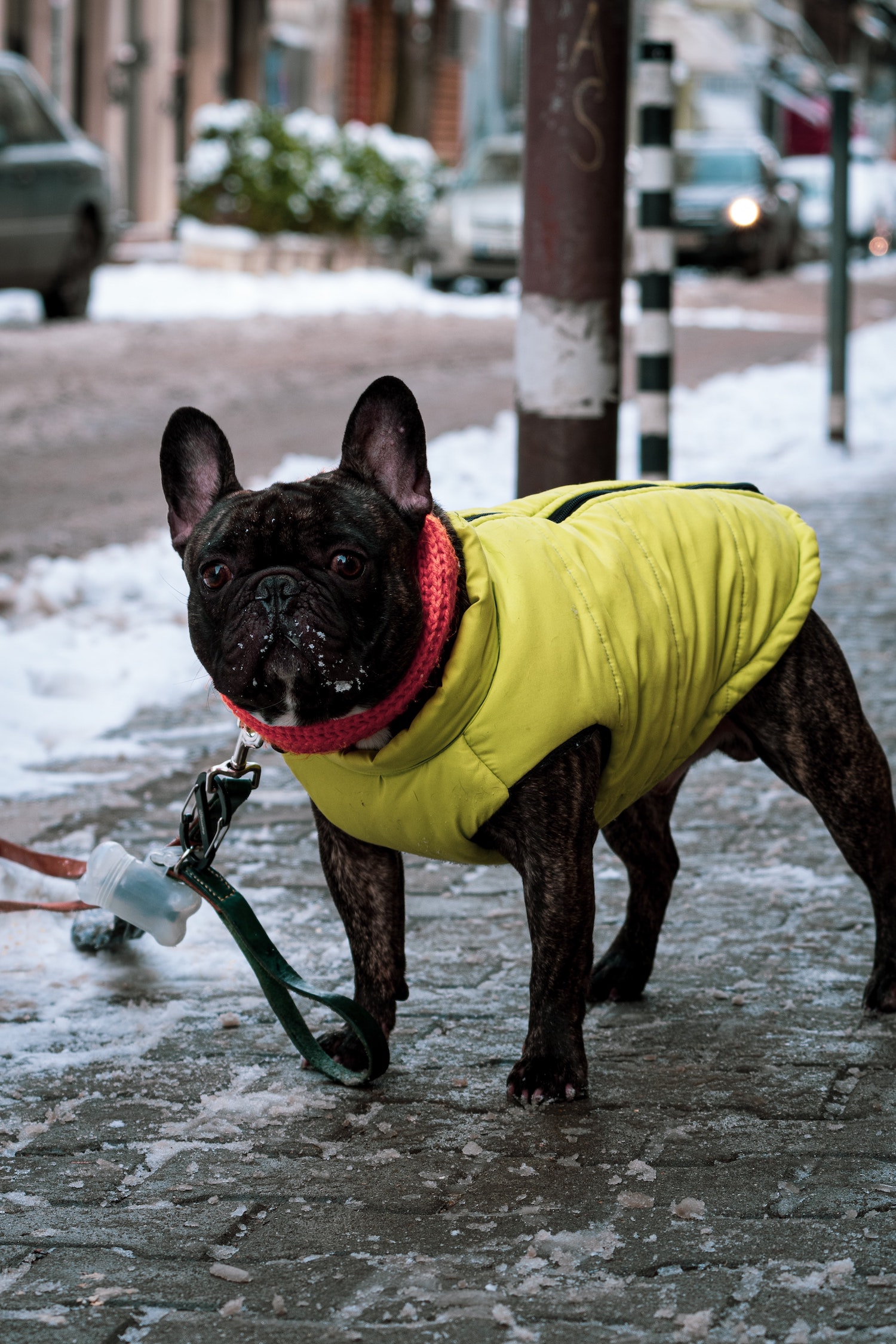 Does My Dog Need a Coat? All Your Winter Gear Questions Answered