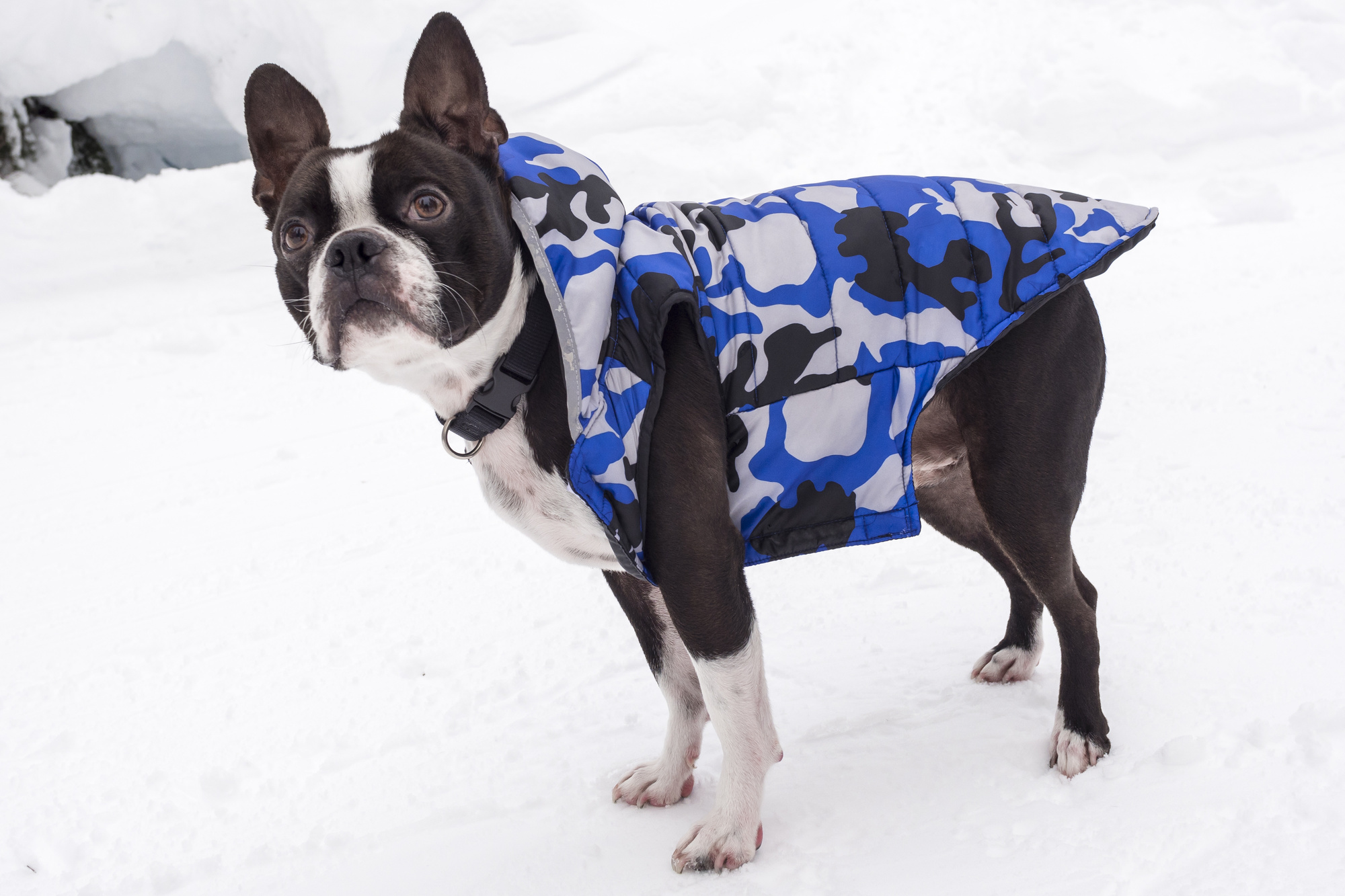 How To Measure Dog For Costume