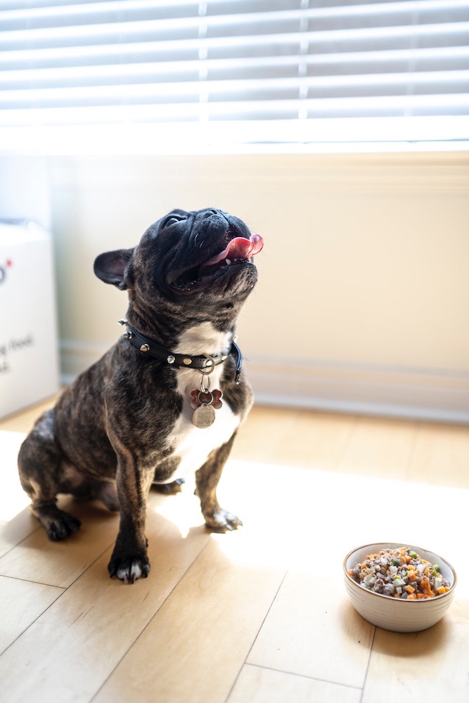 How to Make Your Own Dog Food (Plus Recipes)