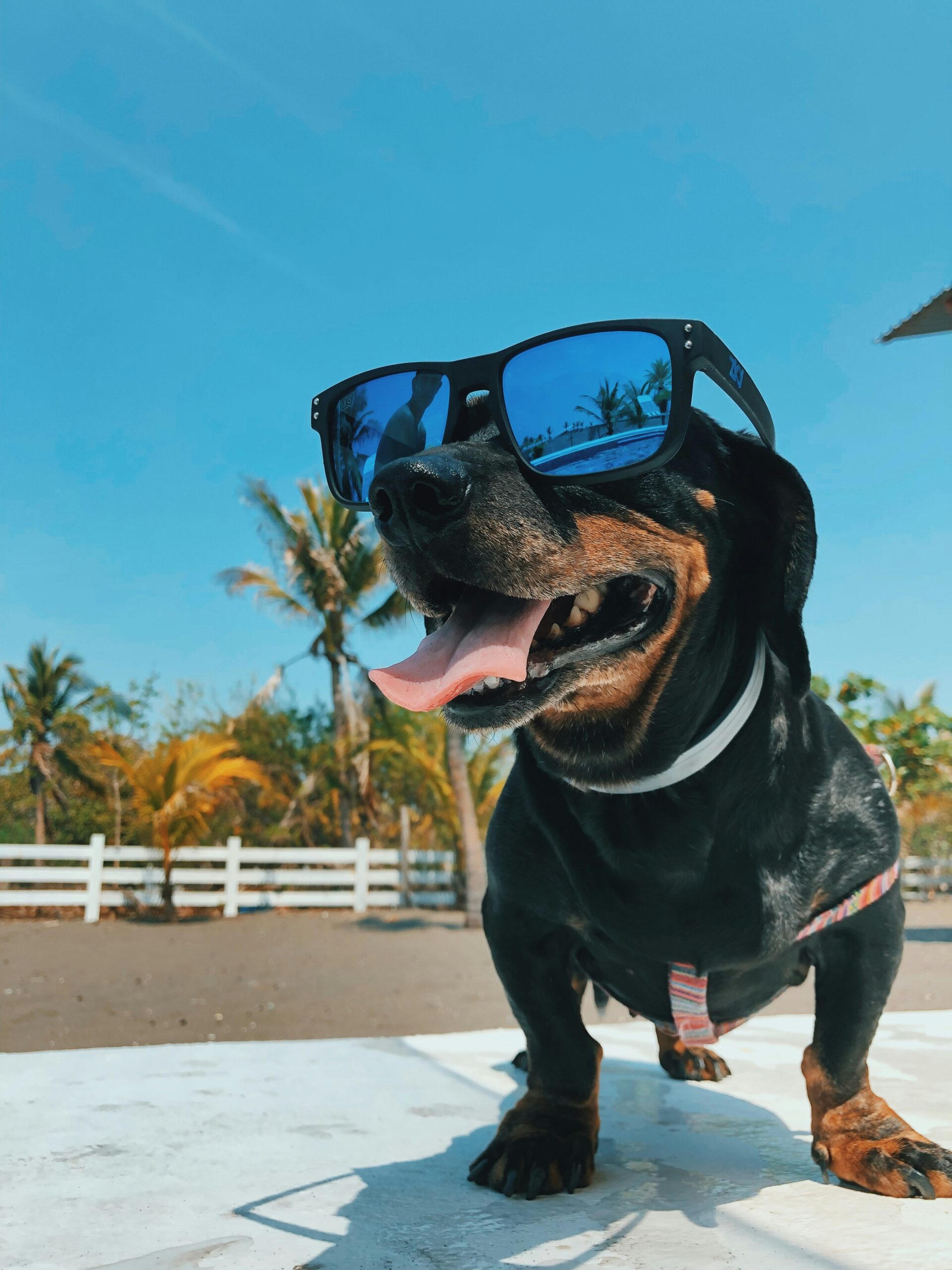 Beach Day Essentials: Must-Have Gear for Dog Owners
