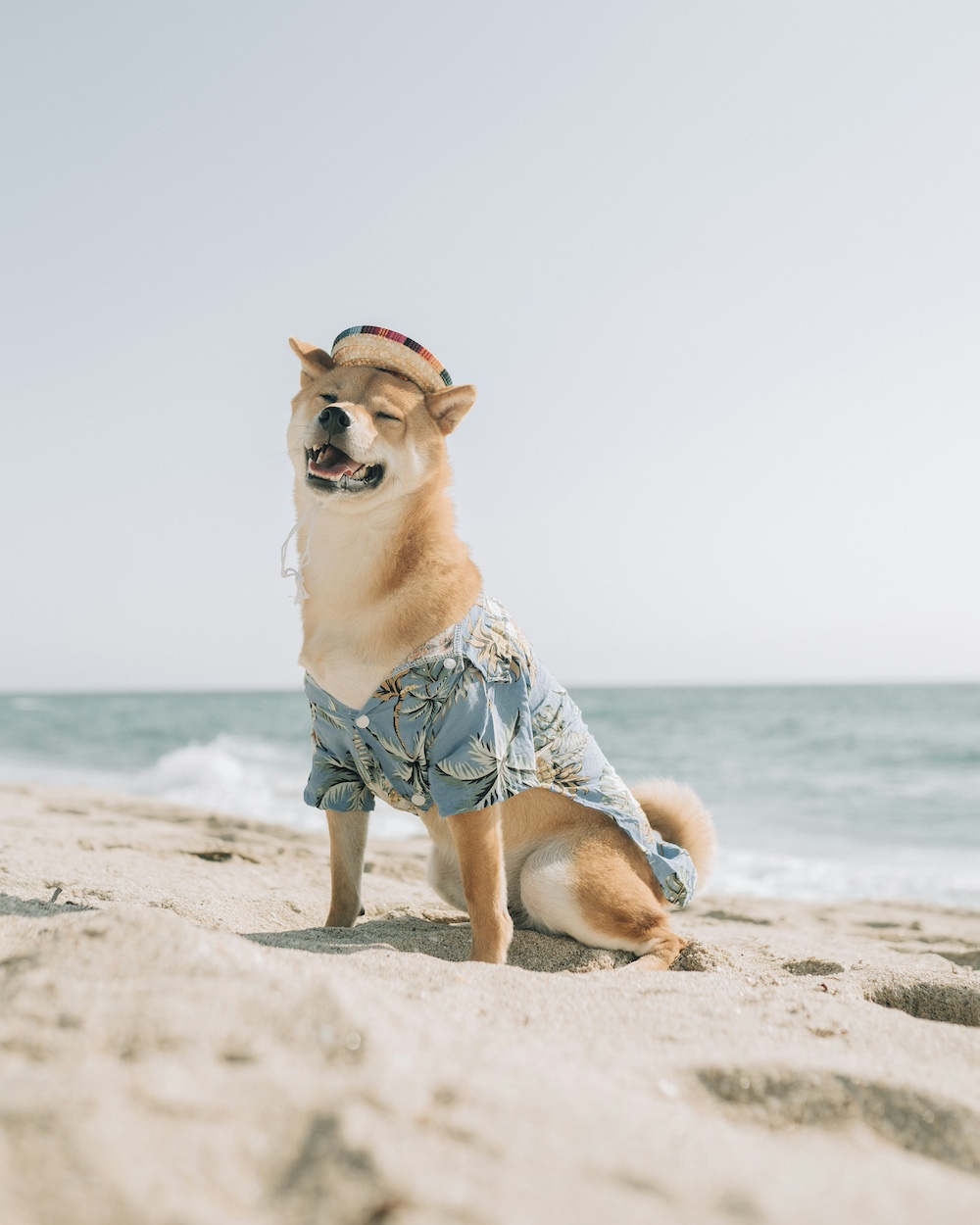 Beach Day Essentials: Must-Have Gear for Dog Owners